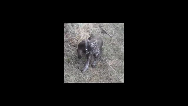 Охота с курцхааром Туманом
