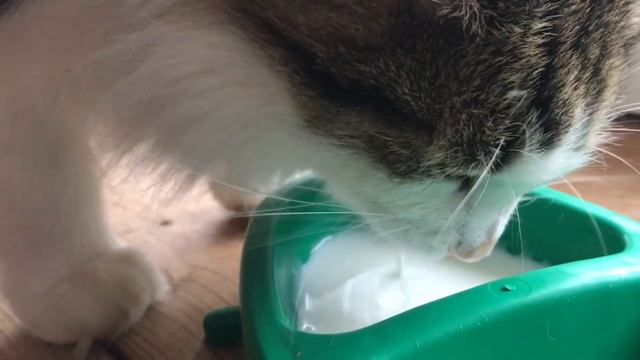 Кот Масик лакает кефир 😻