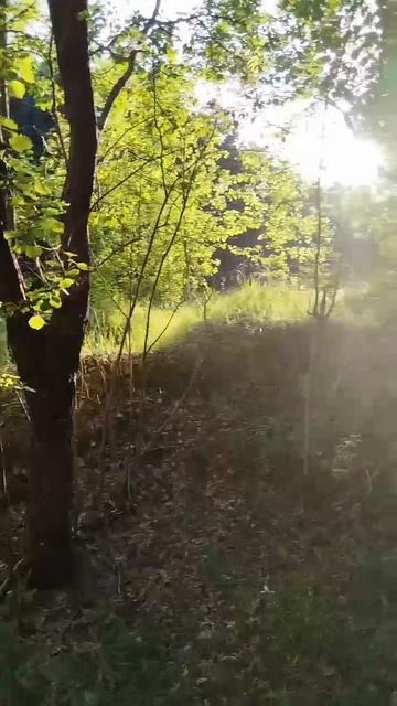 Пение птиц 🐦