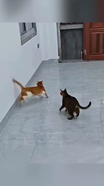 enemy in the house #cat #funny #shorts #shortvideo #short #shortsfeed #subscribe #funny