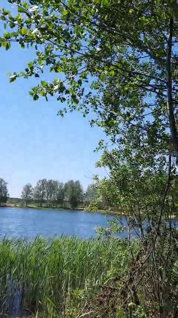 Берёзки на берегу водоёма Карпятник