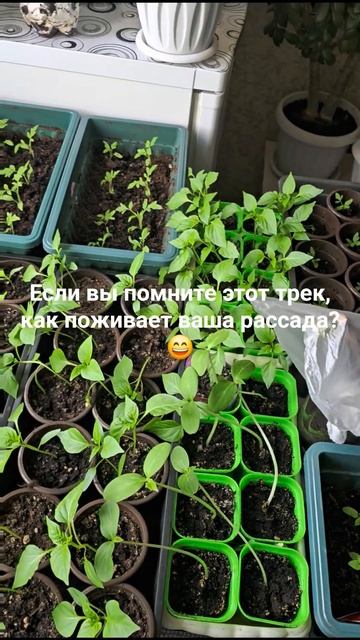Успели посадить рассаду? #рассада #огород #юмор
