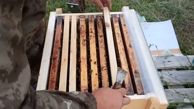 БИТВА ПОРОД. Проверяем как пчёлы отстроили вощину, за сутки.