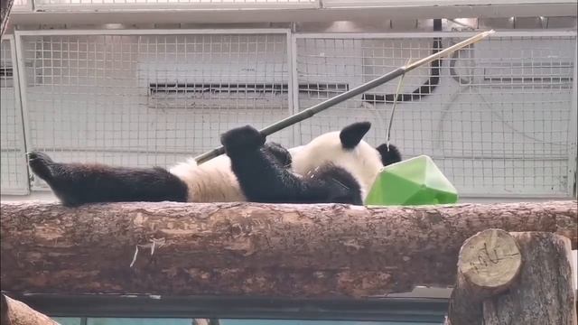 🐼 Катюша расслабляется на полную: лежит и ест любимый бамбук.