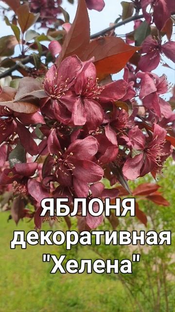 Яркое красивое дерево.