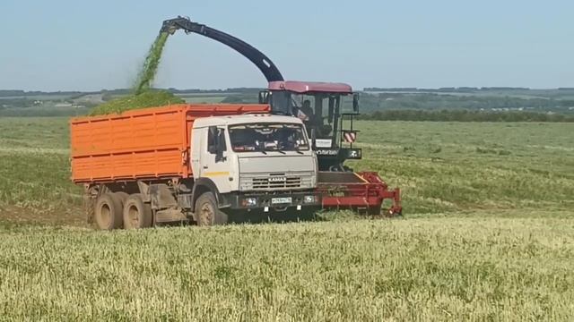 Терлек азыгы әзерләү башланды