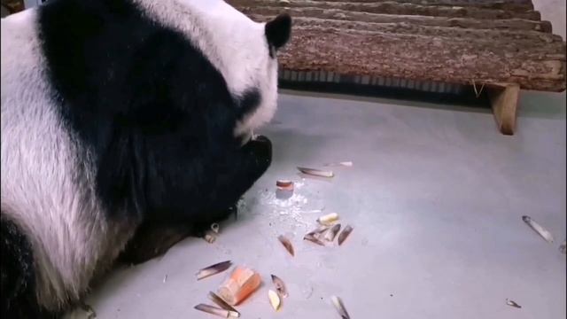 Сделали ледяные «чупа-чупсы» 🍭, чтобы пандочки 🐼🐼 могли освежиться в такую жару ☀️ Динечка
