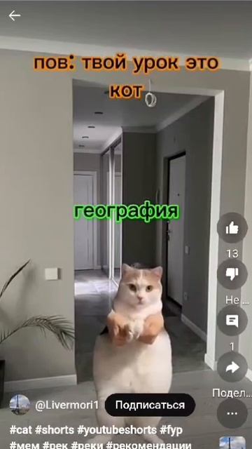 котейка на уроках