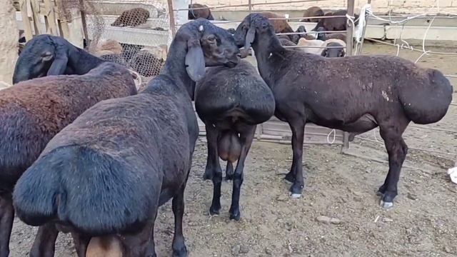 Гиссар Авган 2 тиш кочкорлор са-т 996770432339
