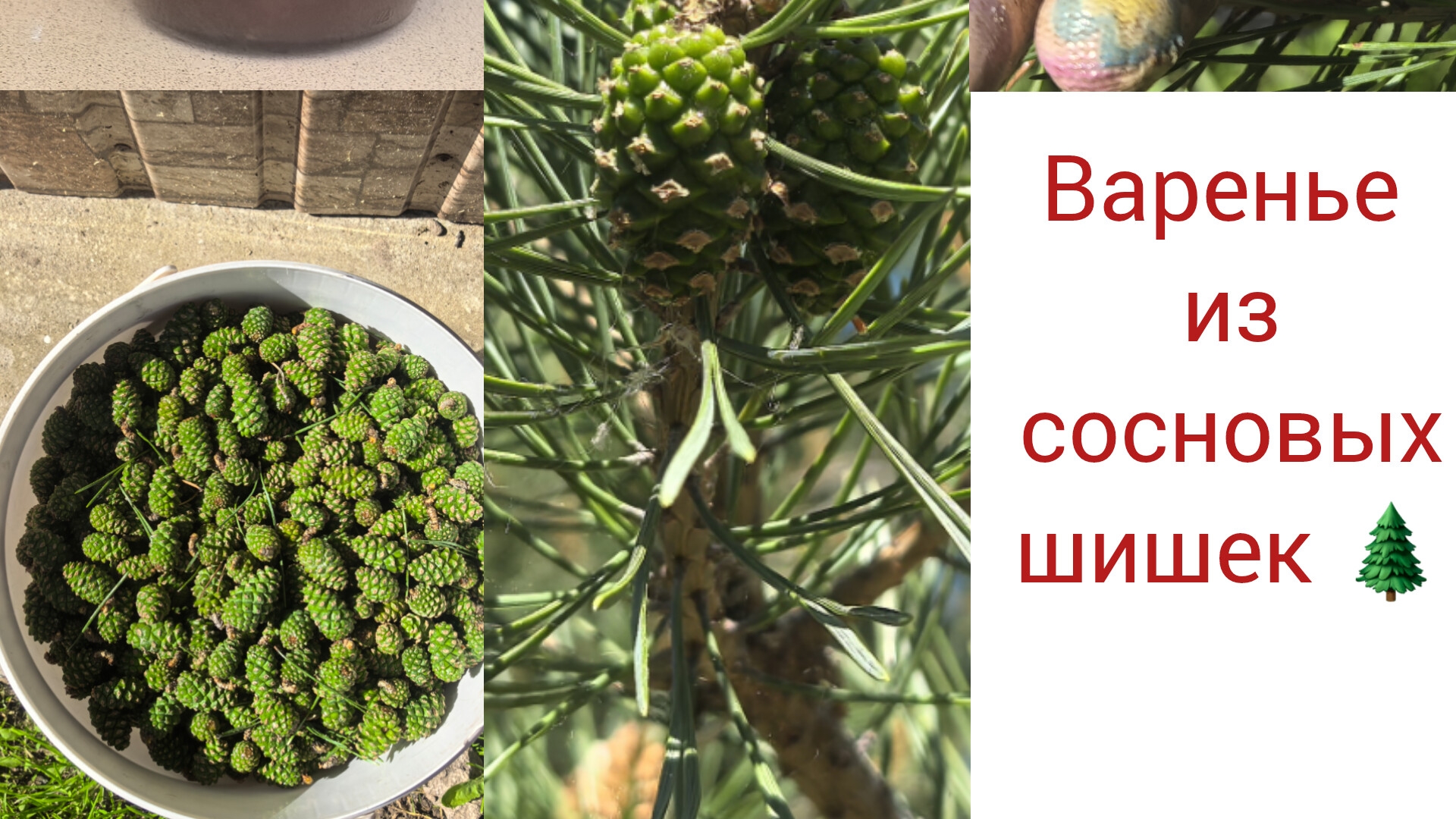 Варенье из сосновых шишек