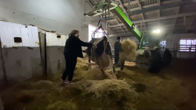 КАК ПОДНЯТЬ КОРОВУ ЕСЛИ ОНА НЕ ВСТАЕТ? /покажу как поды