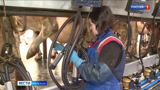 Производство молока в республике увеличилось