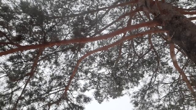 Пригласила одноклассника на чай, пока муж был в команд