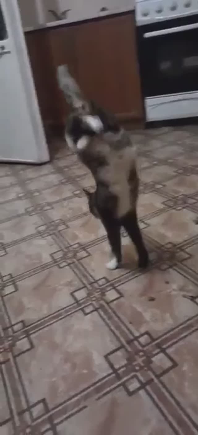 пойду КА  всех УДИВЛЮ !11!!