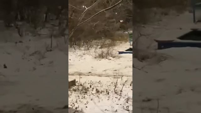 Лиса в улан-удэнском микрорайоне Энергетик