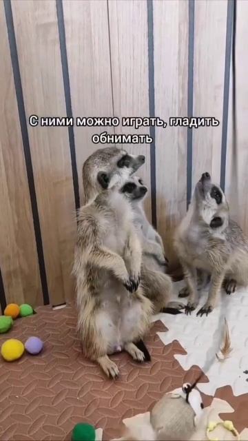 Антикафе в Москве. Пушистая братва и Хата суриката. 😉🤓