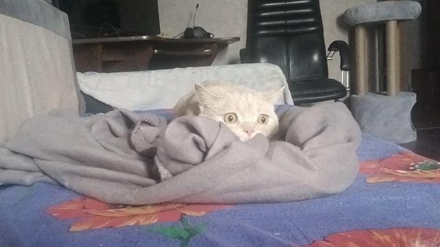 обратите внимание на зрачки )))