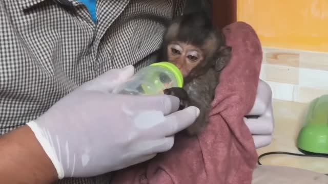 Обезьянка сиротушка Белый хвост Выжила Забрали Ухаживают ПРОДОЛЖЕНИЕ Добрая история