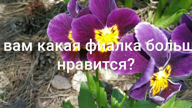 Поспорили две фиалки: кто красивее. А вам какая больше нравится?