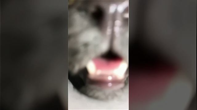 Наш TG https://t.me/liveofcats