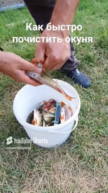 Как почистить рыбу.  Как максимально быстро почистить  окуня.  #shorts #fishing #perch