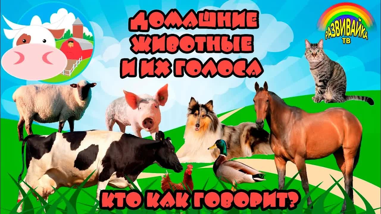 Домашние Животные и их голоса. Учим животных. Слушаем звуки. Развивающие мультики.
