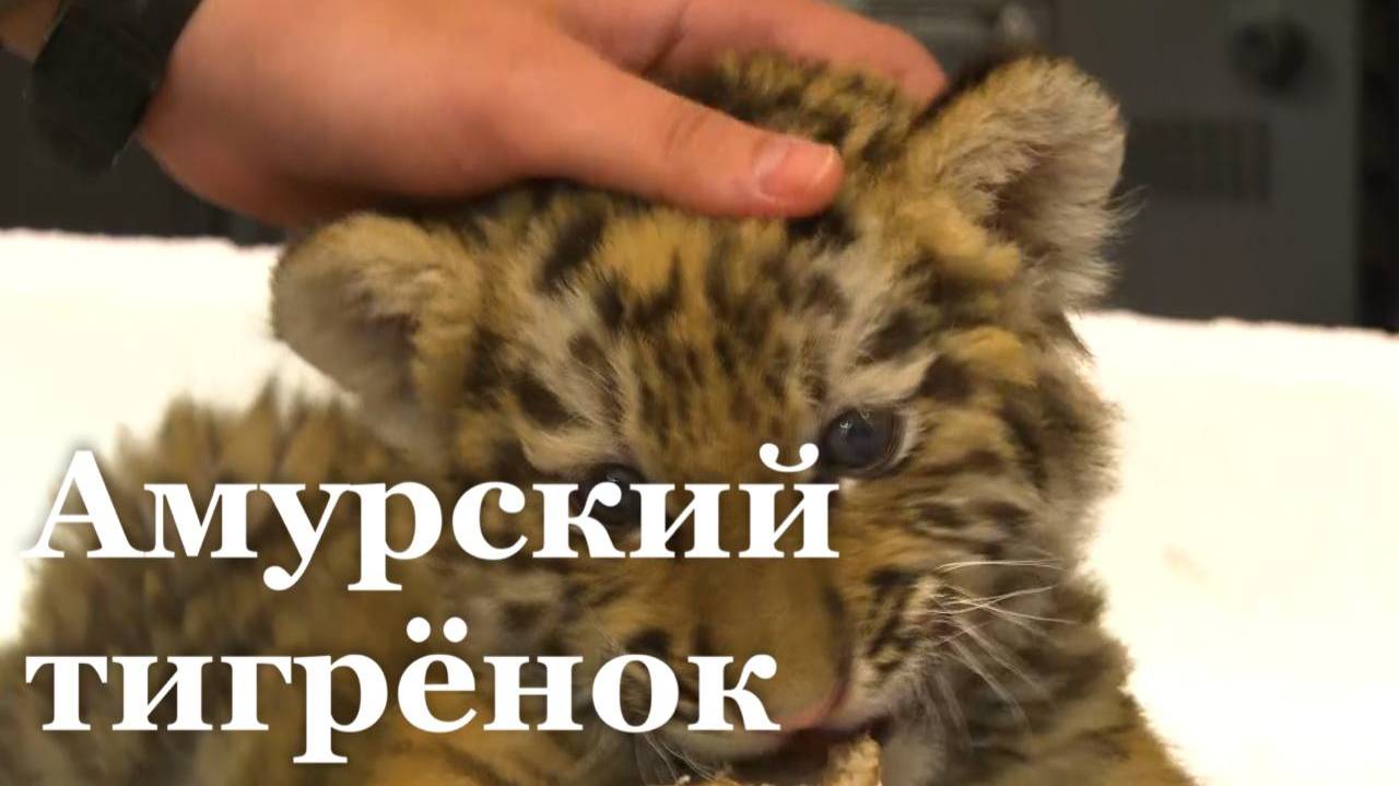 Амурского тигра обнаружили полицейские в стахановской квартире