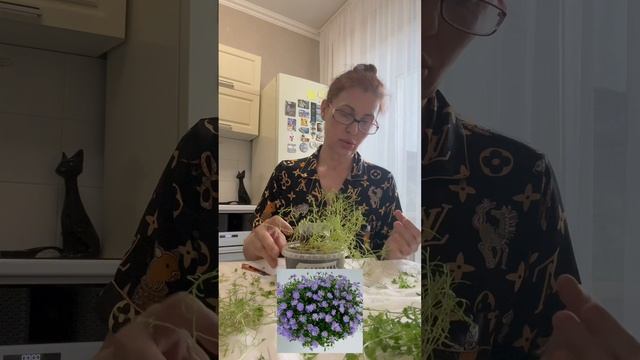 Поздняя обрезка Брахикомы.