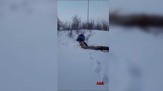 Заготовка дров 08-09.03.2024