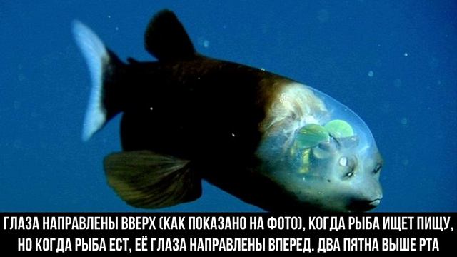 10 живых организмов, которых природа наделила свойством частичной невидимости