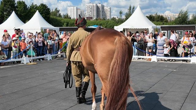 Презентация буденновской породы. Фестиваль отечественных пород лошадей в парках Москвы