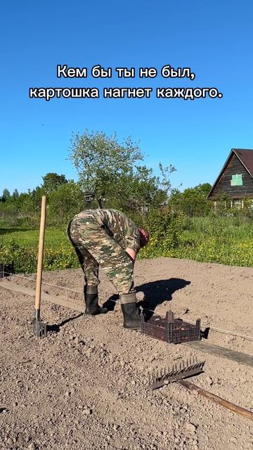 Перед картошкой мы все равны