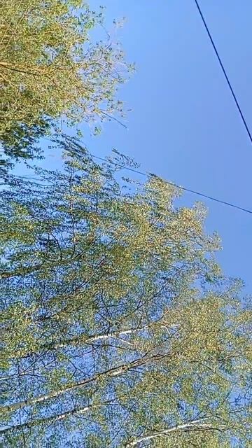 scene_output.mp4