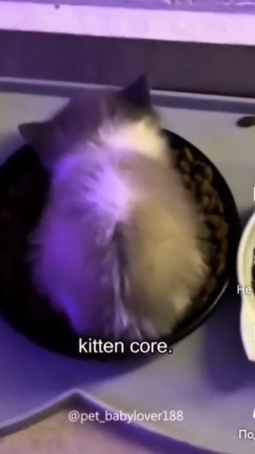 Котики