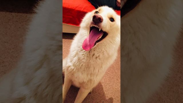 Спасибо, что был со мной мой лучший друг 😞 буду любить тебя всегда💖