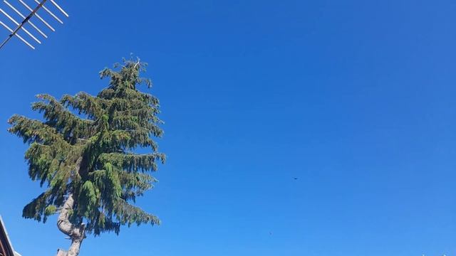 Николаевские голуби в ураган в яму