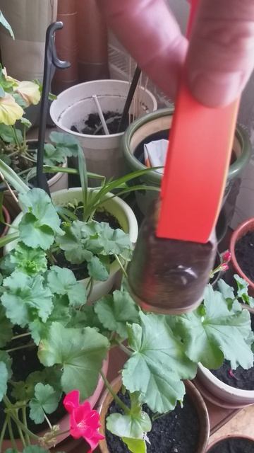 Колокольчик (ботало) для легавых собак