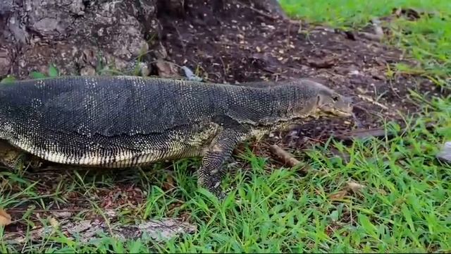 Варан 🦎