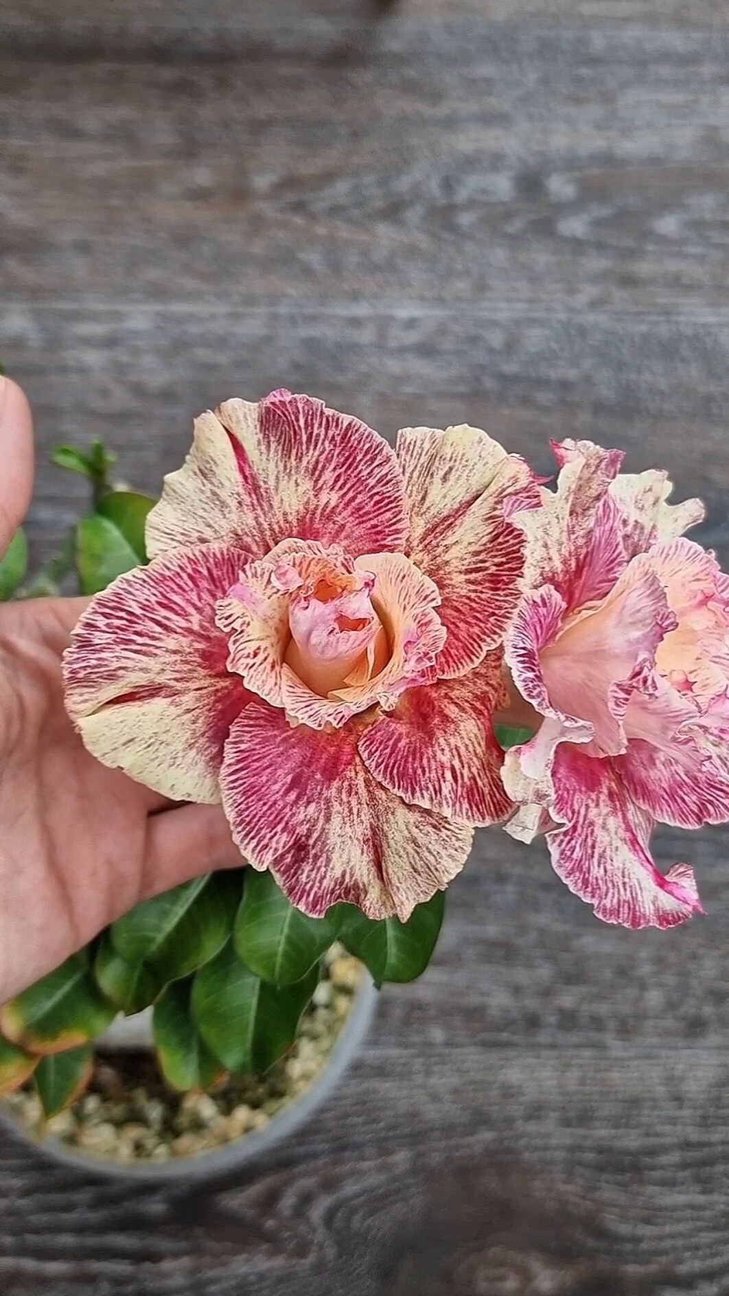 Адениум Beauty😍