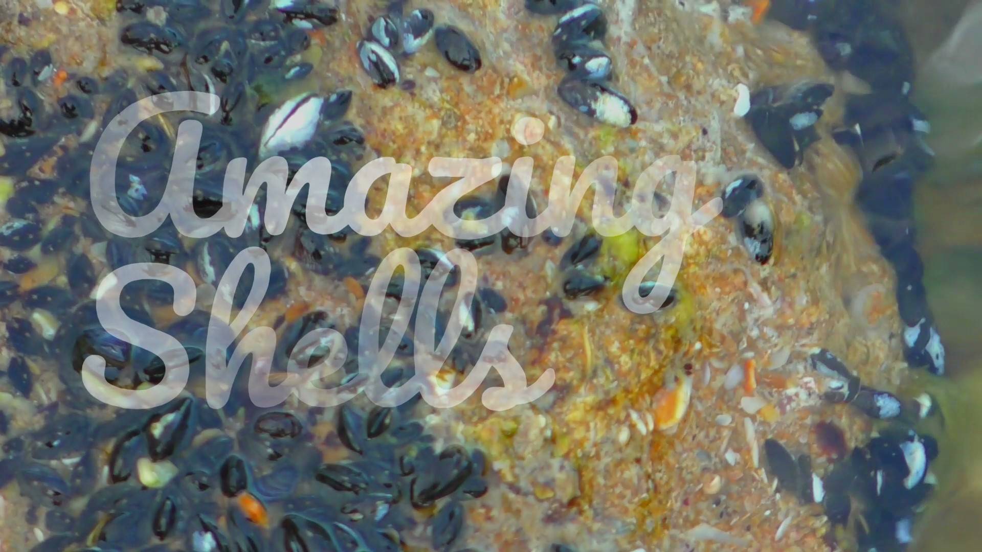 Amazing shells