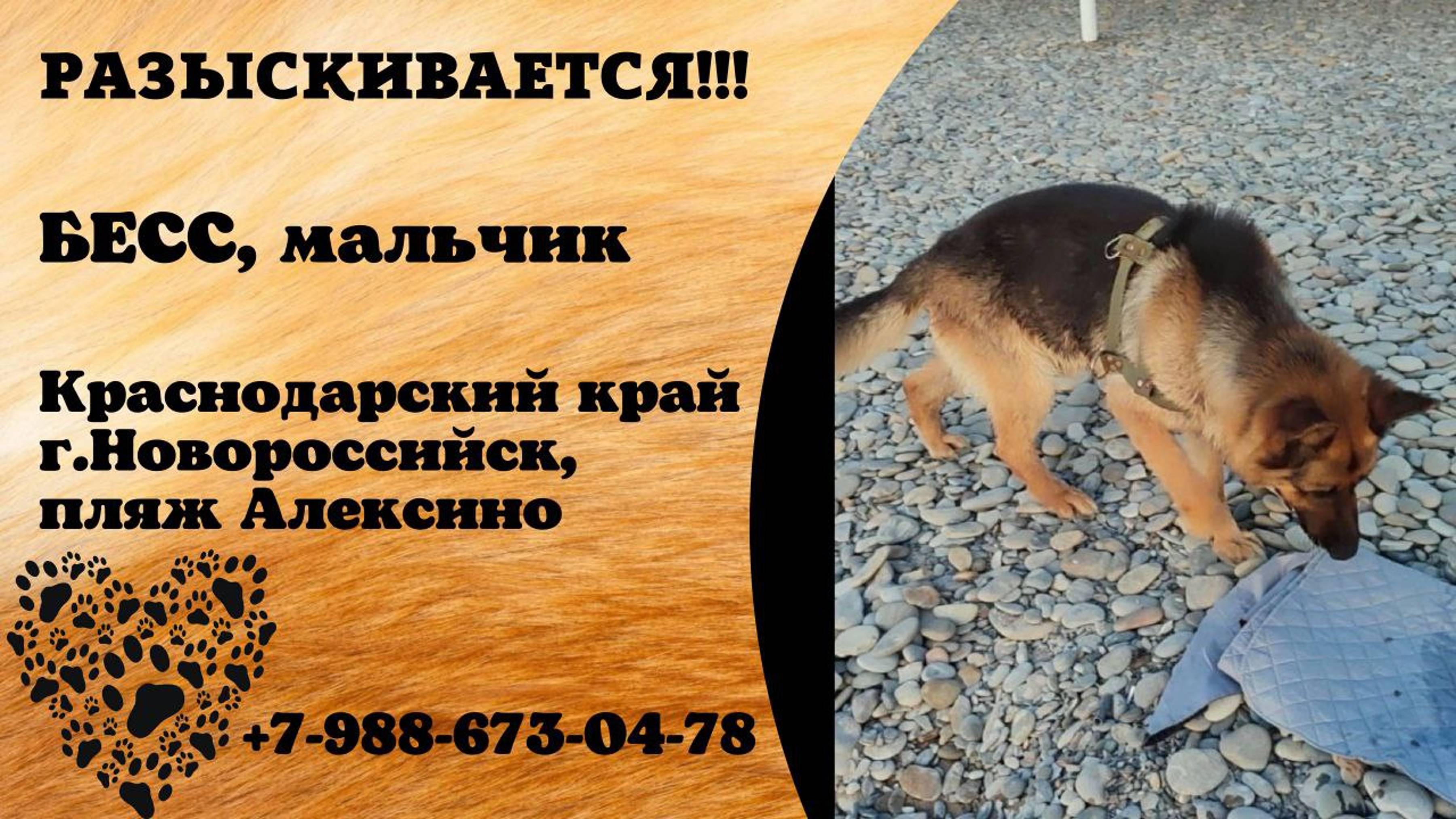 Пропала собака! БЕСС. Мальчик. Краснодарский край, г. Новороссийск