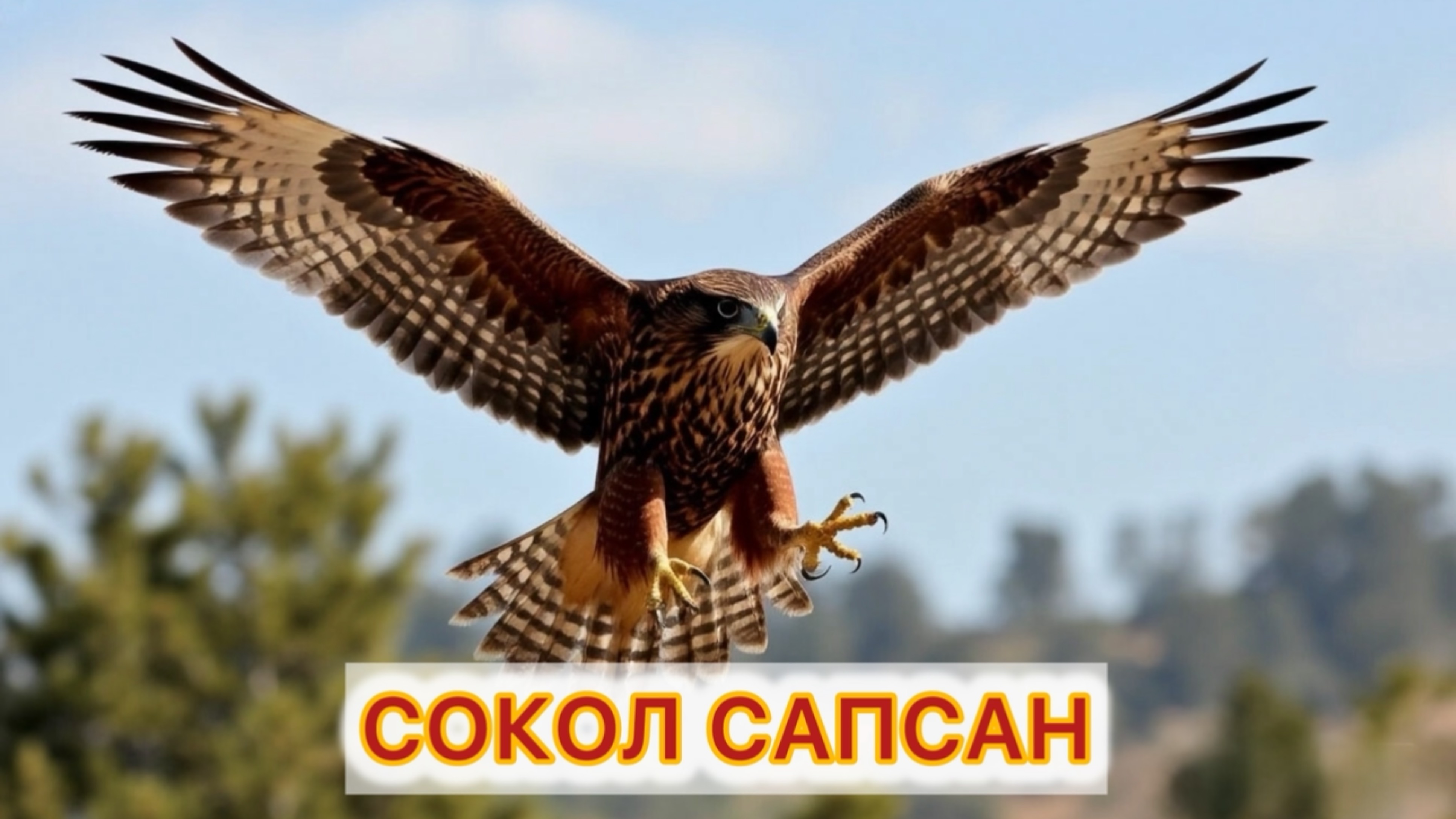 Сокол Сапсан - самый быстрый, сильный, умный пернатый истребитель