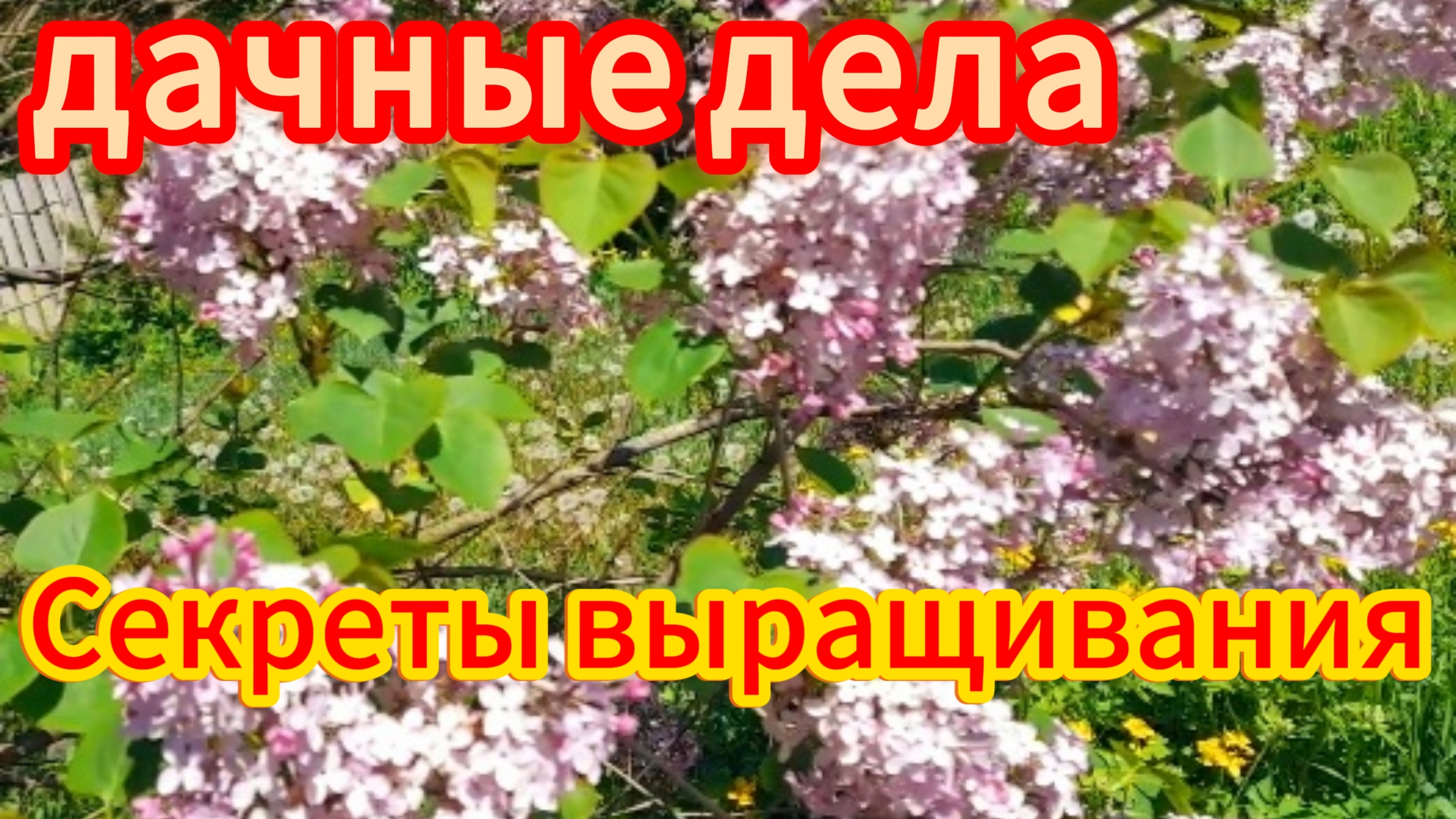 Vlog На дачи и в городе Обо всём понемногу. Секреты выращивания кобачков и тыквы.