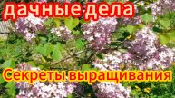 Vlog На дачи и в городе Обо всём понемногу. Секреты выращивания кобачков и тыквы.