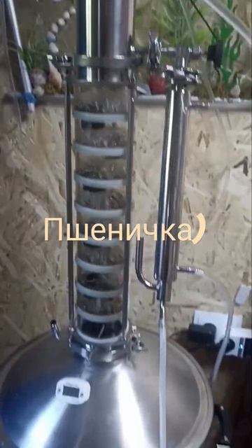 Пшеничный сэм. #алкоголь #самогон #домспирт #перегон