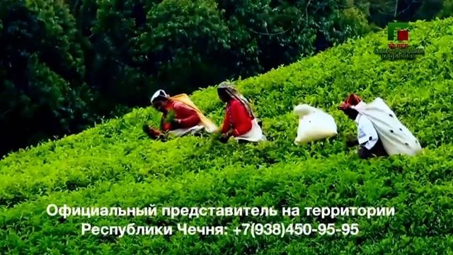 Реклама «Марьям Чай» (Грозный) (1)