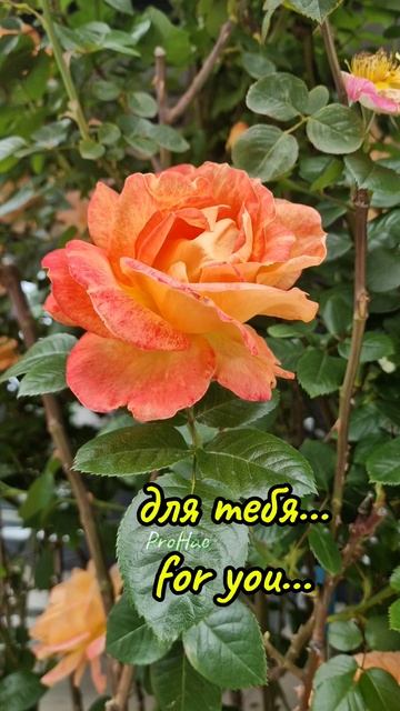 #длятебя#просто#красиво#цветы#for you #simple#beautiful#flowers