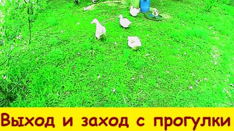 Выход и заход с прогулки