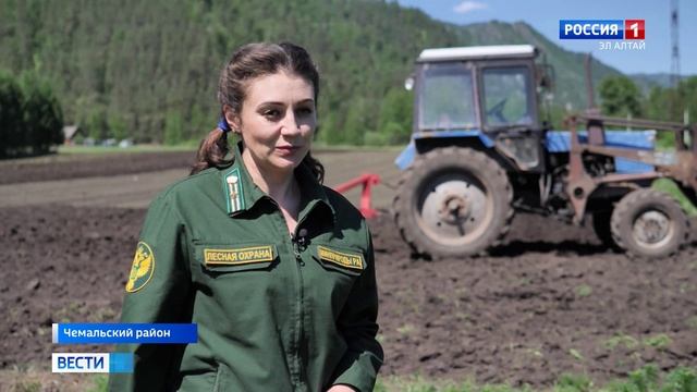 В Чемальском питомнике посеяли порядка тонны семян сосны сибирской кедровой