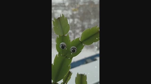 Жизнь Декабрины.mp4